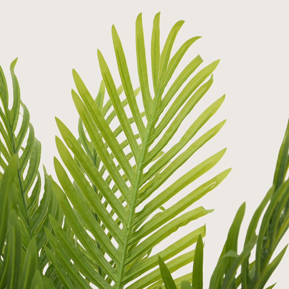 Tropical Plant in Sleek Contemporary Base