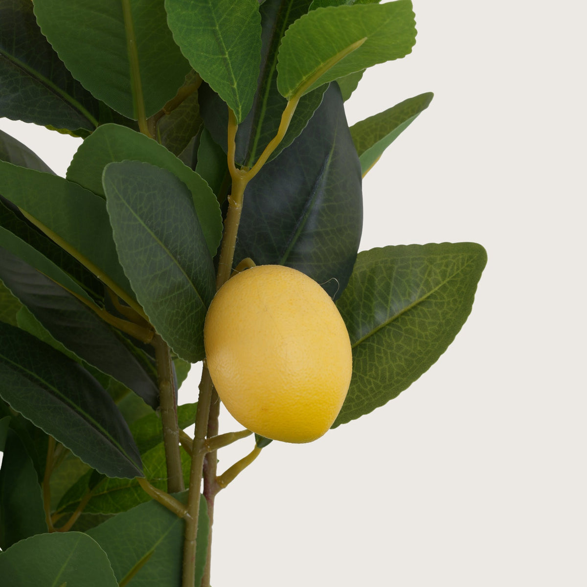Lush Green Lemon Tree