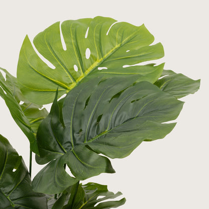 Architectural Floor Plant  with Sturdy Base